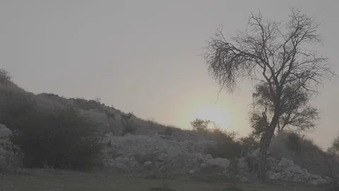 Waterbuck Sunrise (Wide - Pan) Stock Footage 116608853