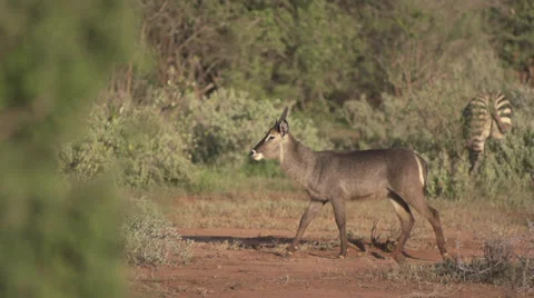 Waterbuck walking  Stock Footage 33530573