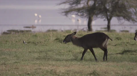 Waterbuck walking by the lake Stock Footage 33533087