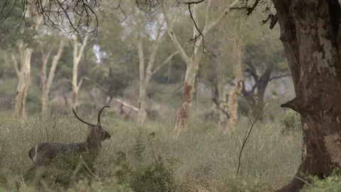 A waterbuck wandering the bush Stock Footage