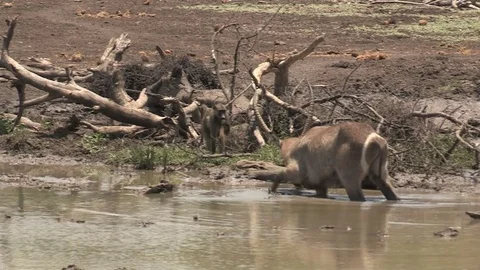 Waterbuck in water Video stock 84283530