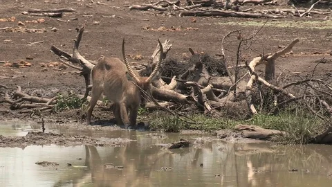 Waterbuck in water Video stock 84299869