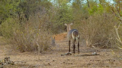 Waterbuck White Ring on the Backside Stock Footage 67599052