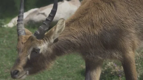 Waterbuck in the Wild Stock Footage 65819297
