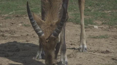 Waterbuck in the Wild Stock Footage 65819648