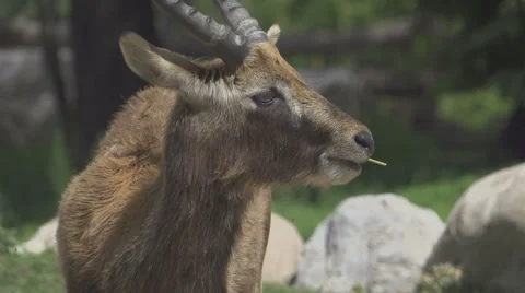 Waterbuck in the Wild Stock Footage 65820095