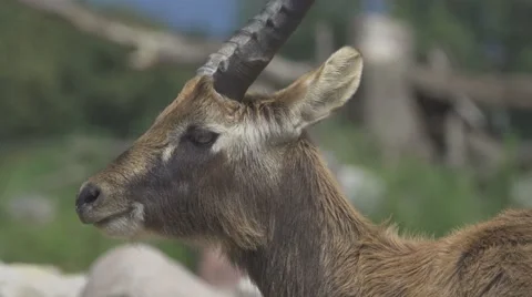 Waterbuck in the Wild Stock Footage 65820361