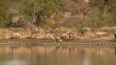 Waterbucks at river Stock Footage 8571971