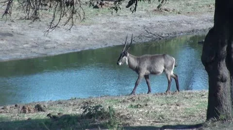 Waterbuffalo1 Stock Footage 11072475