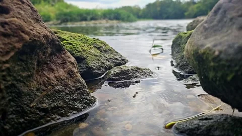 Waterbugs in slow motion at stream in 4k! Stock Footage 250106194