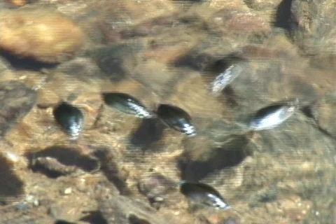 WaterbugsGAStream-DV NTSC Stock Footage 488124