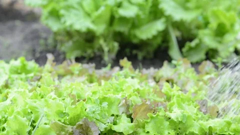 Watercan and lettuce Stock Footage 82530717