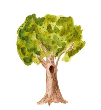 Watercollor oak tree Stock Illustration