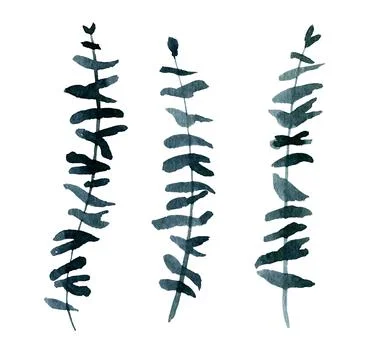 Watercolor abstract Eucalyptus set Stock Illustration