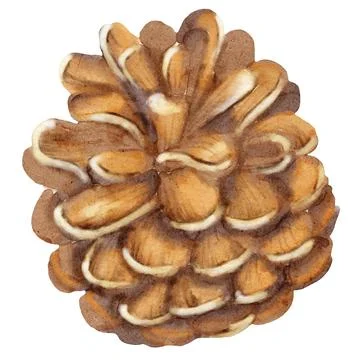 Watercolor autumn pine cone pattern for textile and wrapping design Stock Illustration