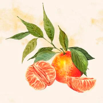 Watercolor background with oranges and tangerines Stock Illustration