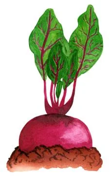 Watercolor beetroot in the ground, side view Stock Illustration