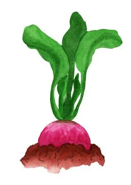 Watercolor beetroot in the ground, side view Stock Illustration
