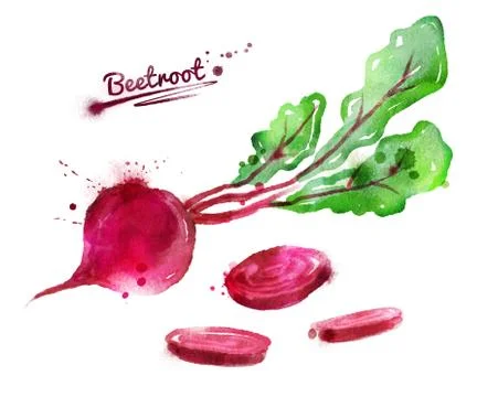 Watercolor beetroot Illustrazione stock