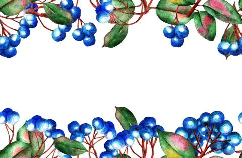 Watercolor blue berries, pattern Stock Illustration