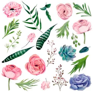 Watercolor botanical elements, hand drawn vector illustration Stock Illustration