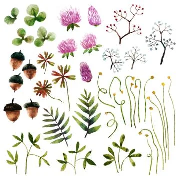 Watercolor botanical elements Foto stock