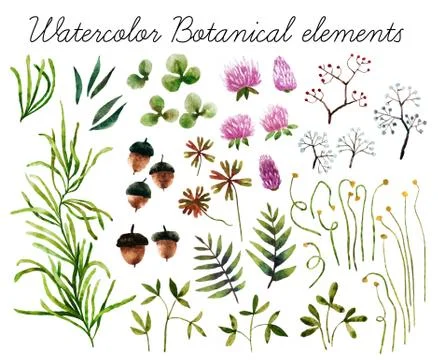 Watercolor botanical elements Stock Photos