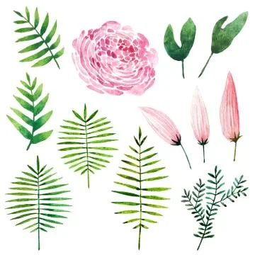Watercolor botanical elements Stock Photos