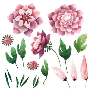 Watercolor botanical elements Stock Photos