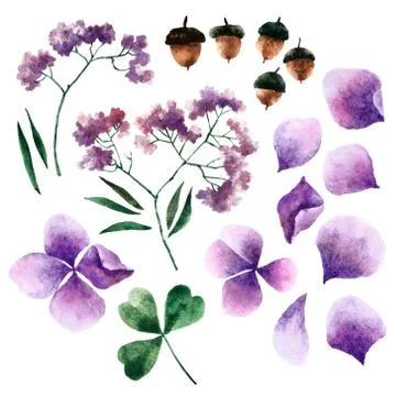 Watercolor botanical elements Stock Photos