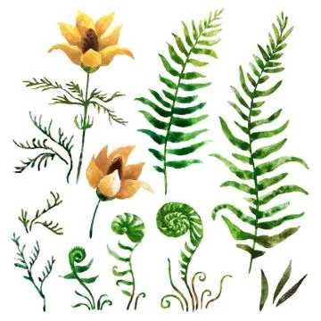 Watercolor botanical elements Foto stock