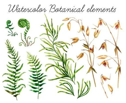 Watercolor botanical elements Stock Photos