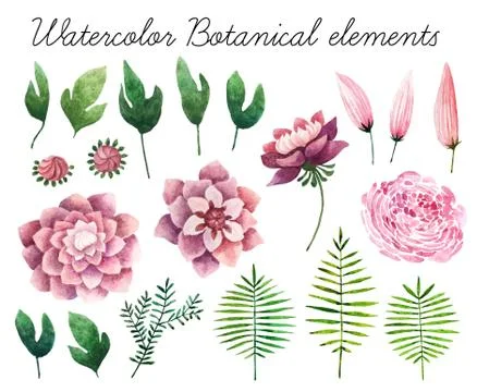 Watercolor botanical elements Foto stock