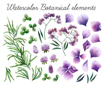 Watercolor botanical elements Stock Photos