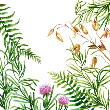 Watercolor botanical elements Stock Photos