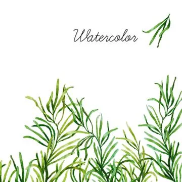 Watercolor botanical elements Stock Photos