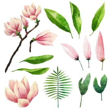 Watercolor botanical elements Stock Photos
