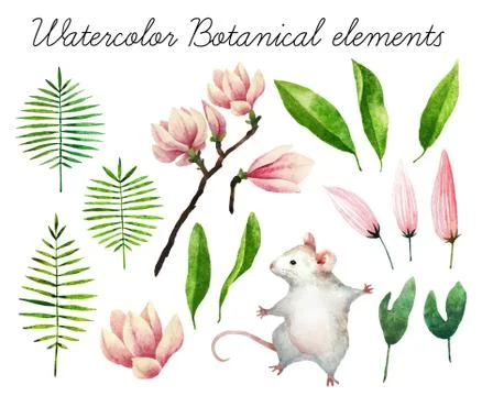 Watercolor botanical elements Stock Photos