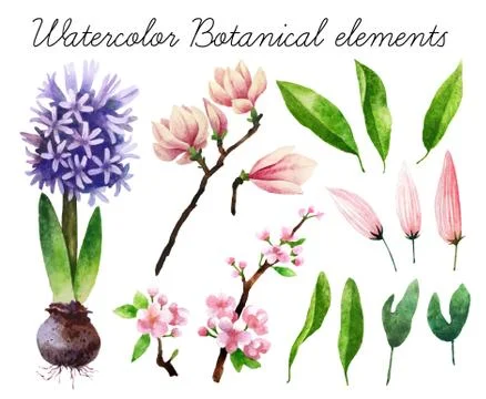 Watercolor botanical elements 写真素材
