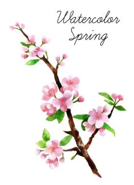 Watercolor botanical elements Stock Photos