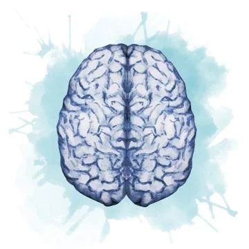 Watercolor brain Stock Illustration