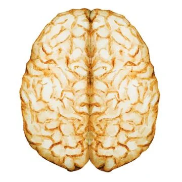 Watercolor brain Stock Illustration