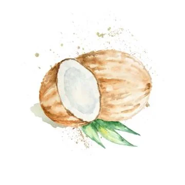 Watercolor brown coconut with splashes Stock Illustration