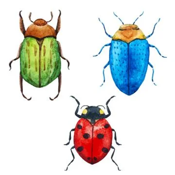 Watercolor bug beetle Stock Illustration