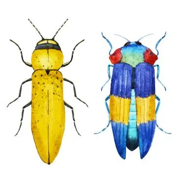Watercolor bug beetle Stock Illustration