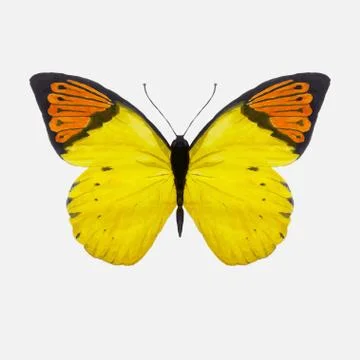 Watercolor butterfly - vector Stock Illustration