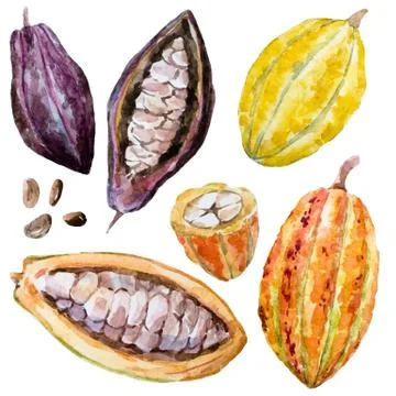 Watercolor cacao beans Stock Illustration