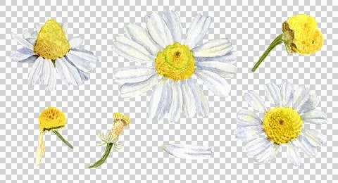 Watercolor chamomile botanical elements Stock Illustration