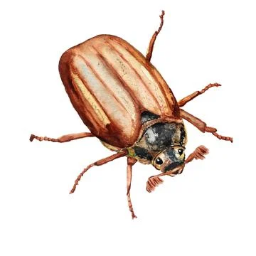 Watercolor cockchafer maybug Stock Illustration