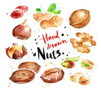 Watercolor collection of nuts Stock Illustration